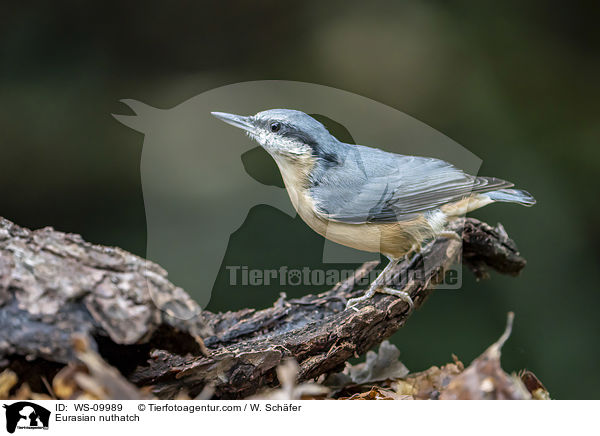 Europischer Kleiber / Eurasian nuthatch / WS-09989