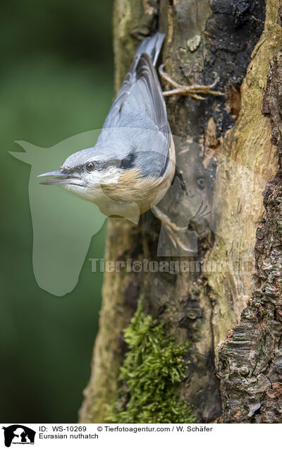 Eurasian nuthatch / WS-10269