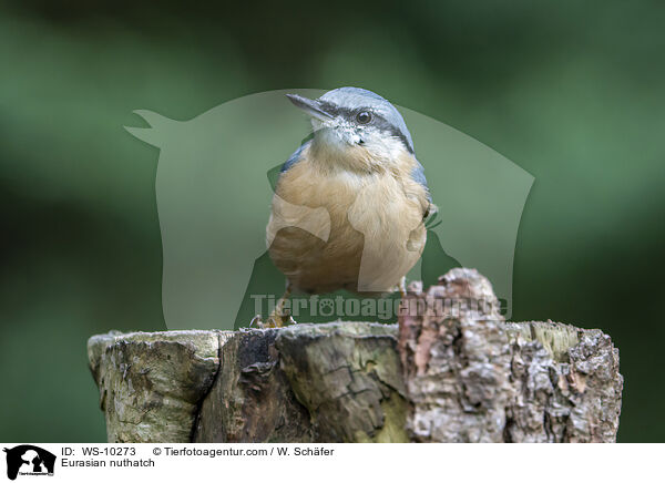 Europischer Kleiber / Eurasian nuthatch / WS-10273