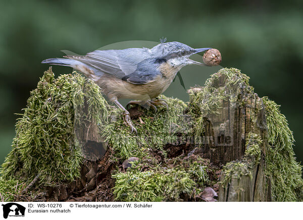 Europischer Kleiber / Eurasian nuthatch / WS-10276