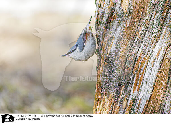 Eurasian nuthatch / MBS-26245