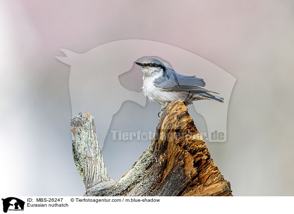 Europischer Kleiber / Eurasian nuthatch / MBS-26247