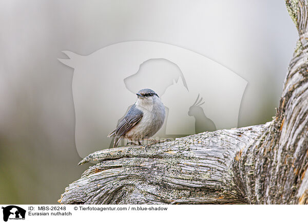 Europischer Kleiber / Eurasian nuthatch / MBS-26248