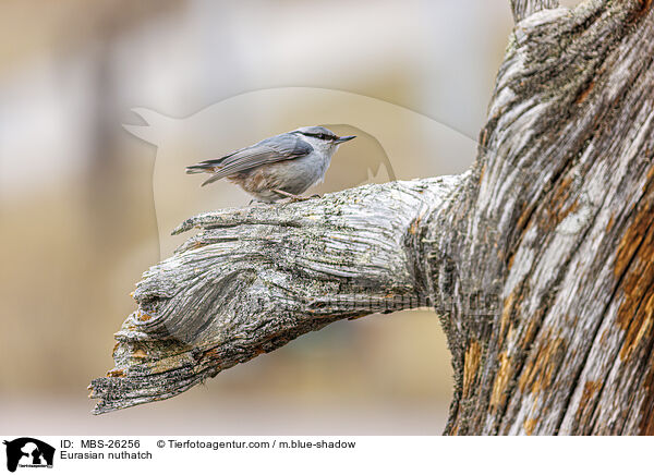 Europischer Kleiber / Eurasian nuthatch / MBS-26256