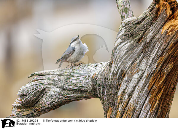 Europischer Kleiber / Eurasian nuthatch / MBS-26258
