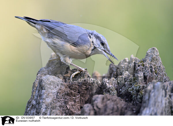 Europischer Kleiber / Eurasian nuthatch / DV-03957
