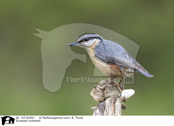 Europischer Kleiber / Eurasian nuthatch / AT-02451