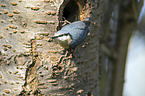 Eurasian nuthatch