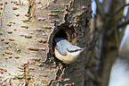 Eurasian nuthatch