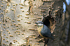 Eurasian nuthatch