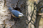 Eurasian nuthatch