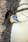 Eurasian nuthatch