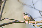 Eurasian nuthatch