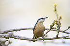 Eurasian nuthatch