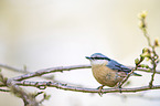 Eurasian nuthatch