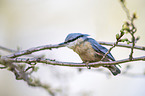 Eurasian nuthatch