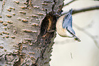 Eurasian nuthatch