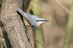 Eurasian nuthatch