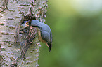 Eurasian nuthatch