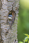 Eurasian nuthatch