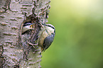 Eurasian nuthatch