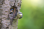 Eurasian nuthatch