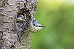 Eurasian nuthatch