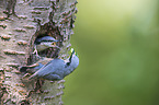 Eurasian nuthatch