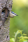 Eurasian nuthatch