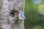 Eurasian nuthatch