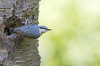 Eurasian nuthatch