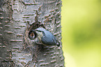 Eurasian nuthatch