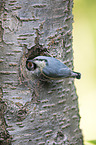 Eurasian nuthatch