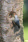 Eurasian nuthatch