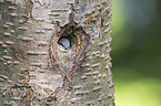Eurasian nuthatch
