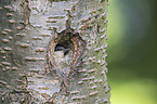 Eurasian nuthatch