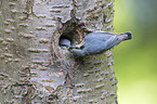 Eurasian nuthatch