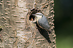 Eurasian nuthatch