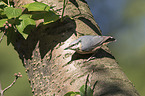 Eurasian nuthatch