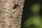 Eurasian nuthatch