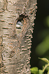 Eurasian nuthatch