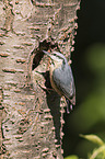 Eurasian nuthatch