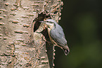 Eurasian nuthatch