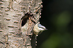 Eurasian nuthatch