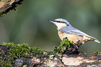 Eurasian nuthatch