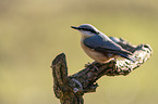 Eurasian nuthatch