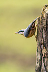Eurasian nuthatch