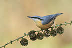 Eurasian nuthatch