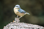 Eurasian nuthatch