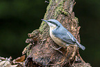 Eurasian nuthatch